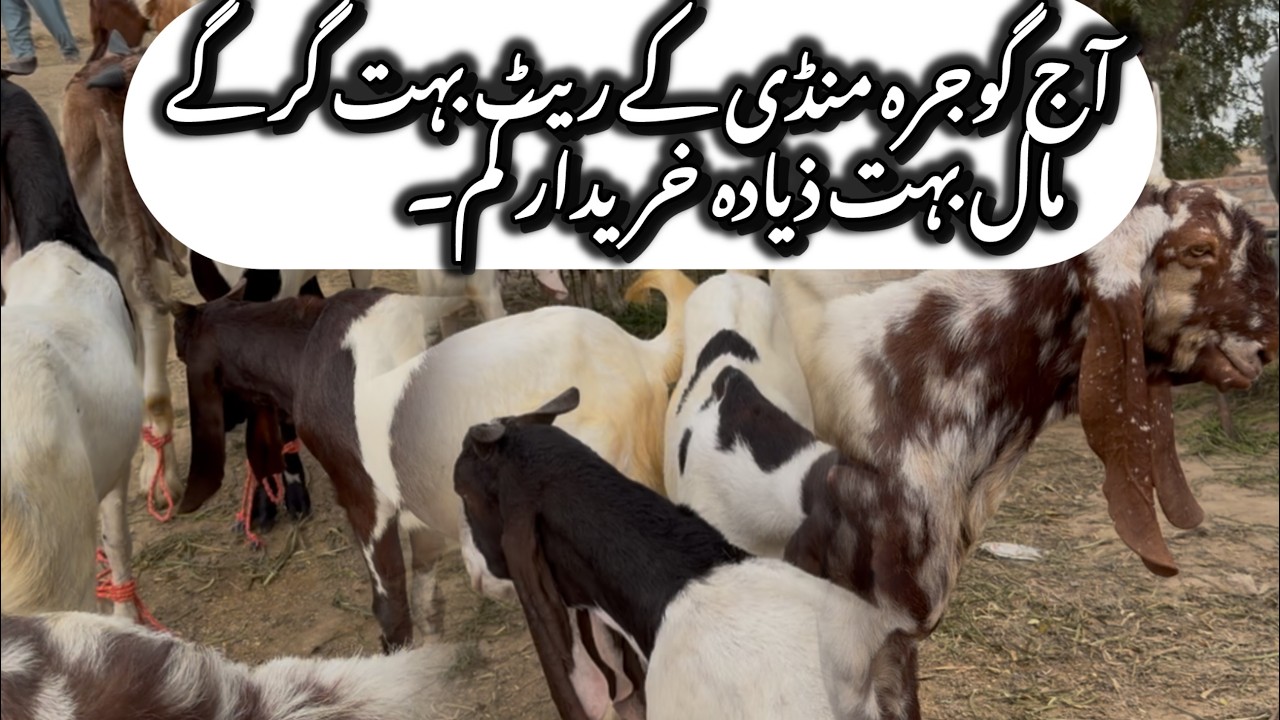 Today Gojra Mandi update بکروں کے ریٹ بہت گر گے آج منڈی