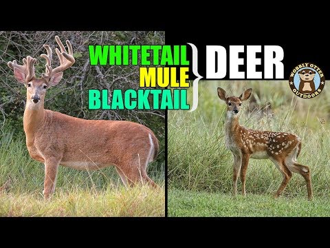 Vídeo: Diferença Entre Cervo-mula E Cervo-whitetail