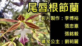 尾唇根節蘭  影片製作：李博裕、張忠憙、張銘毅   鋼琴公主：劉莉麗