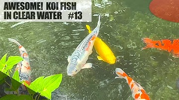 Beautiful Koi fish are swimming in clear water canal and pond!