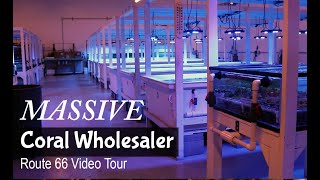 Massive Coral Wholesaler - Route 66 Video Tour