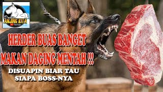 BUAS BANGET ANJING HERDER INI MAKAN DAGING MENTAH !!!