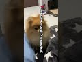 おしっこの時の右足がポイントです😍