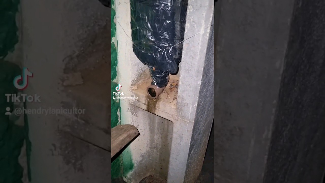 3° enxame de jatai pego no mesmo local, 2024 