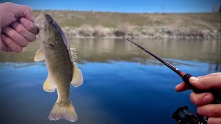 Catching BEAUTIFUL Smallmouth Bass On The SNAKE RIVER! by Corbin Outdoors 103 views 1 month ago 5 minutes, 14 seconds