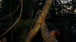 Endangered Texas Sequoia tree removal