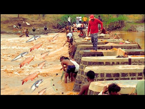 पहली बारिश का धमाल शिकार//किस्मत से मिलते है ऐसे मौके//travelling fish//🌧️🌧️