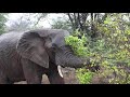 Elephant enjoying the African rain!