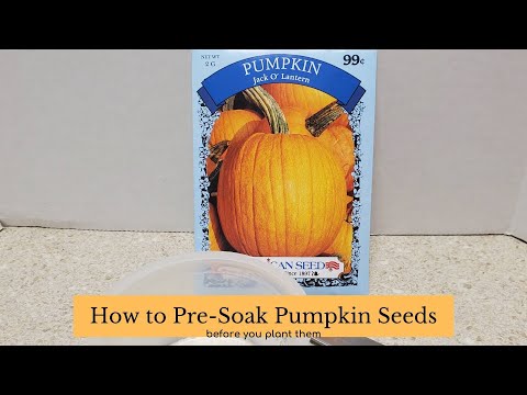 How to Pre-Soak Pumpkin Seeds