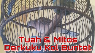 Tekukur / Derkuku Kol Buntet