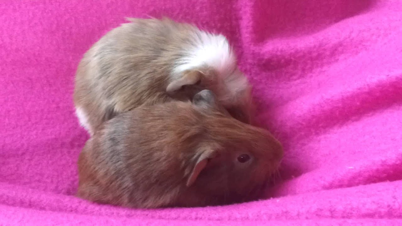 3 week old guinea pig