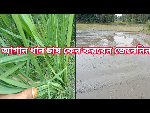 ভিডিও: আপনি কি ধান চাষ করে অর্থ উপার্জন করতে পারেন?