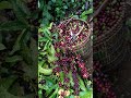Kopi Murni Tanpa Bahan Campuran #pecintakopi #kopihitam #kopisehat #pecintakopiindonesia