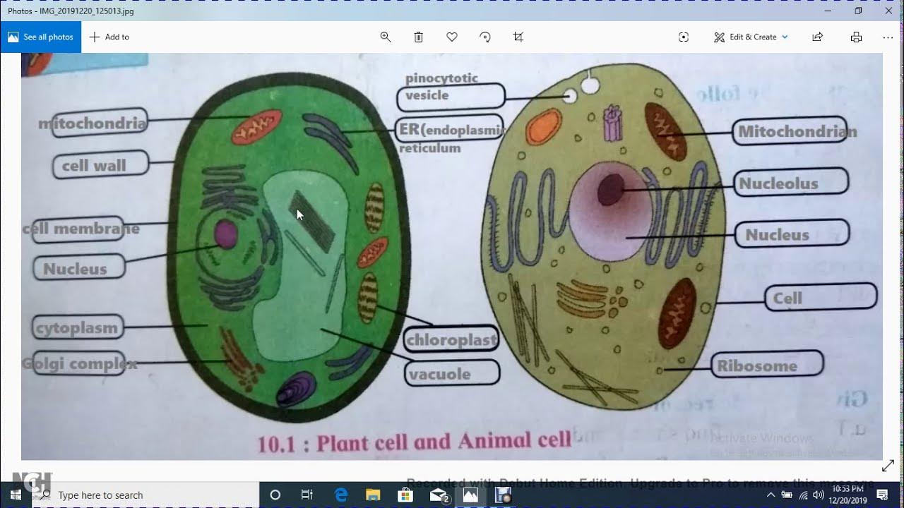 Plant Cell And Animal Cell Diagram For Class 8 | Plant Cell And Animal Cell  Labeled Diagram - Youtube