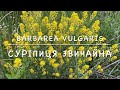 Бурʼян Суріпиця звичайна (свиріпа звичайна) (barbarea vulgaris)