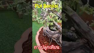 bonsai สวนบอนไซ เทียนทะเล Put Bonsai