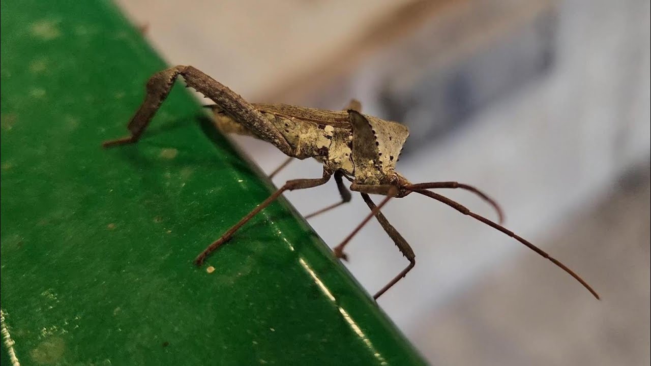 A giant leaf-footed bug