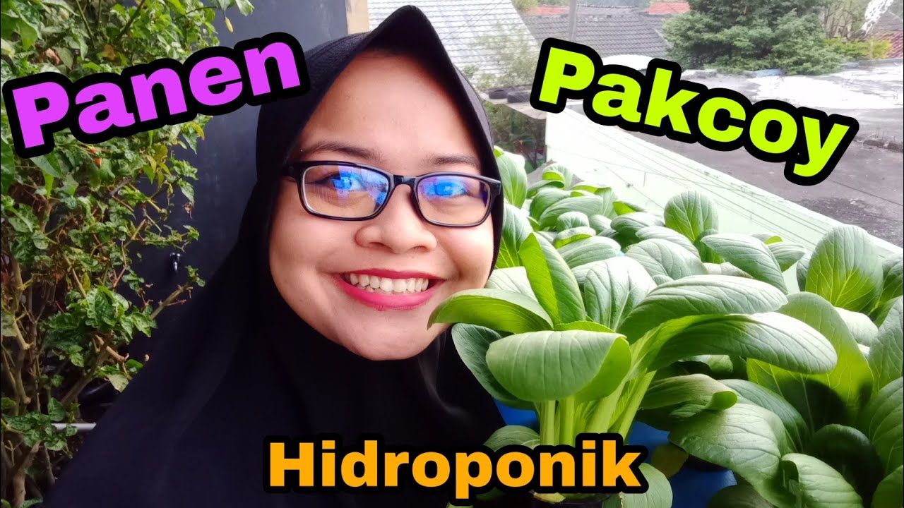 Cara Menanam Pakcoy Hidroponik Dengan Menggunakan Sistem Wick Sederhana