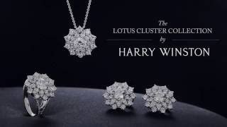 Career Overview Lotus Cluster Collection