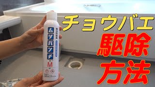 チョウバエの駆除方法　お風呂場に発生するチョウバエ対策教えます！