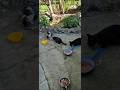 STREET CATS-Mačke stigle  na doručak.!!!                  Dejan Čupa Art
