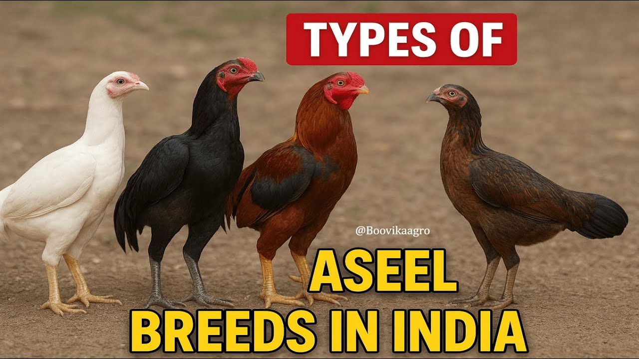 Top 10 Aseel Chicken Breeds in India 🇮🇳 | Power, Pride & Poultry | Desi Breed Guide! 🐔🔥 | Aseel |
