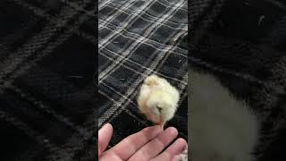 Tweet the Chick.