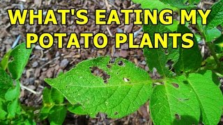 What's Eating My Potato Plants - How to make a safe and organic pesticide