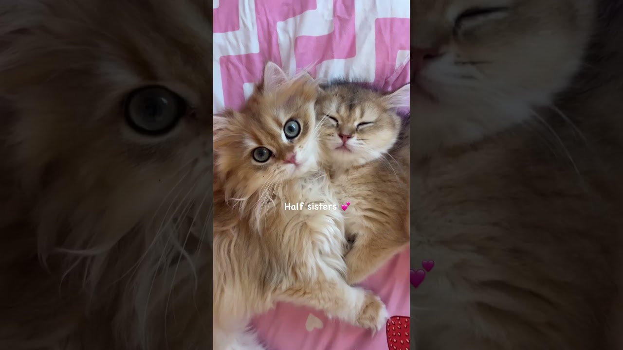 Napping together 💤 