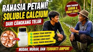 How to Make Super Cheap Organic Calcium for Chili, Tomatoes, and Vegetables