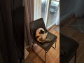 Fat cat