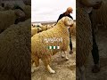 خيرات الجزائر من مزرعة الكباش العملاقة SALIM FARM الل هم بارك