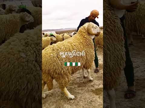 خيرات الجزائر من مزرعة الكباش العملاقة SALIM FARM الل هم بارك خيرات الجزائر من مزرعة الكباش العملاقة SALIM FARM الل هم بارك