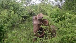 New Video Elephant In Udawalawe Breast Feeding