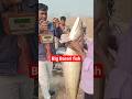 Barari Fish: The King of Desi Fishing Hacks #shorts