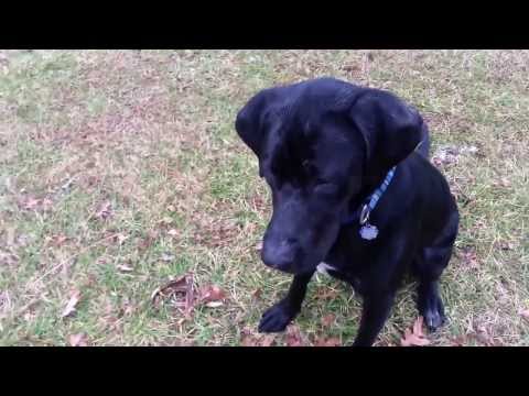 Labradane Growth Chart