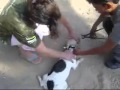 cachorra burra mp4