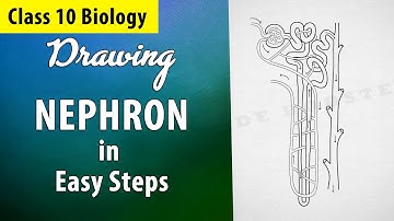 #nephron diagram drawing in easy steps | Best technique to draw nephron |Class 10 Science