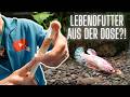 Lebendfutter aus der Dose? So machst du gefriergetrocknetes Futter unschlagbar!