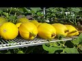 How to Harvest, Harden Off, and Store Spaghetti Squash