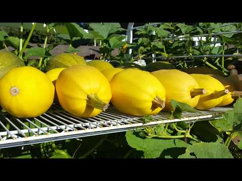 How to Harvest, Harden Off, and Store Spaghetti Squash