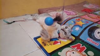 Cat lying down on the floor | cat playing