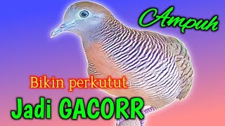 Perkutut lokal gacor suara Merdu ampuh buat pancingan.