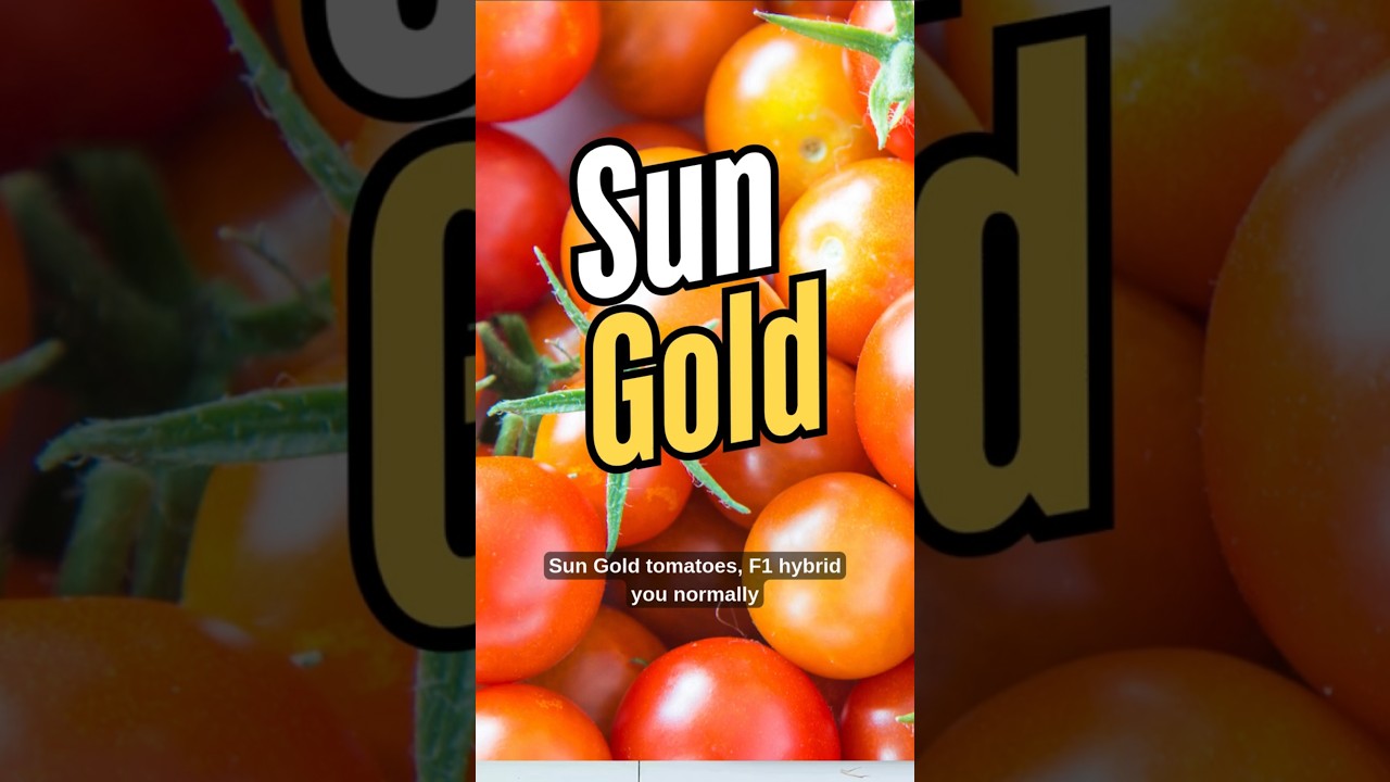 Can You Save Seeds from Sungold Tomatoes? Here's the Truth!