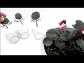 African Violet Propagation by Leaf Cuttings in Water