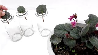 African Violet Propagation by Leaf Cuttings in Water