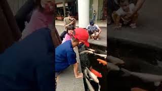 JANGAN DI LIHAT nanti viral..,lagi liburan liat koi adem jiwa...😊😄