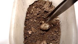 Schiusa Uova Di Lucertola