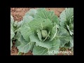 PLANTAS DEL HUERTO DE INVIERNO