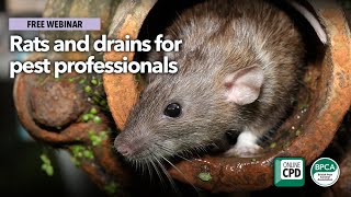 GUEST WEBINAR: Rats and drains for pest professionals